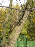 2012-10-10 Polowanie na wiewiórki [02]